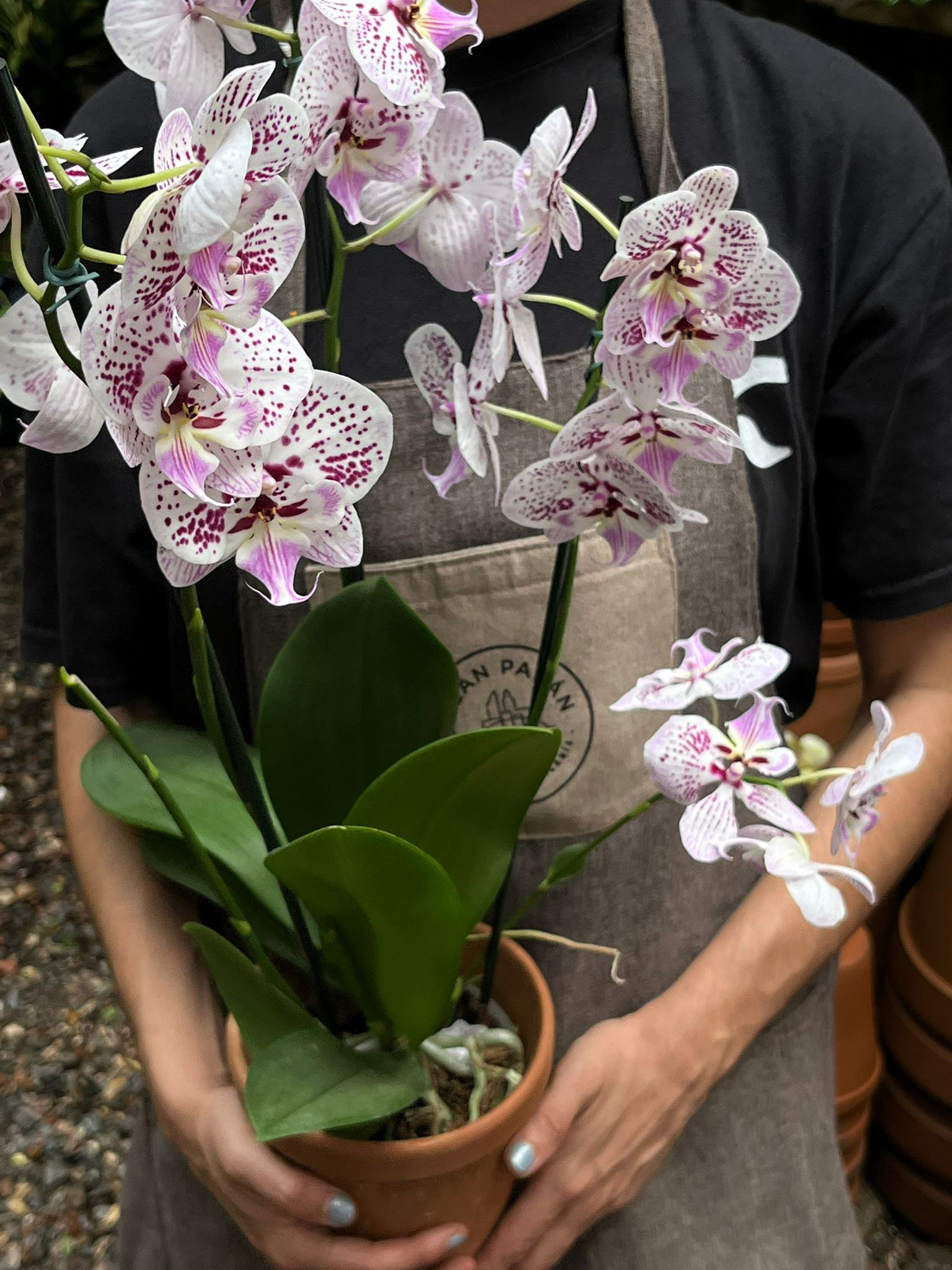 Orquídea 3 Varas Blanco Fucsia