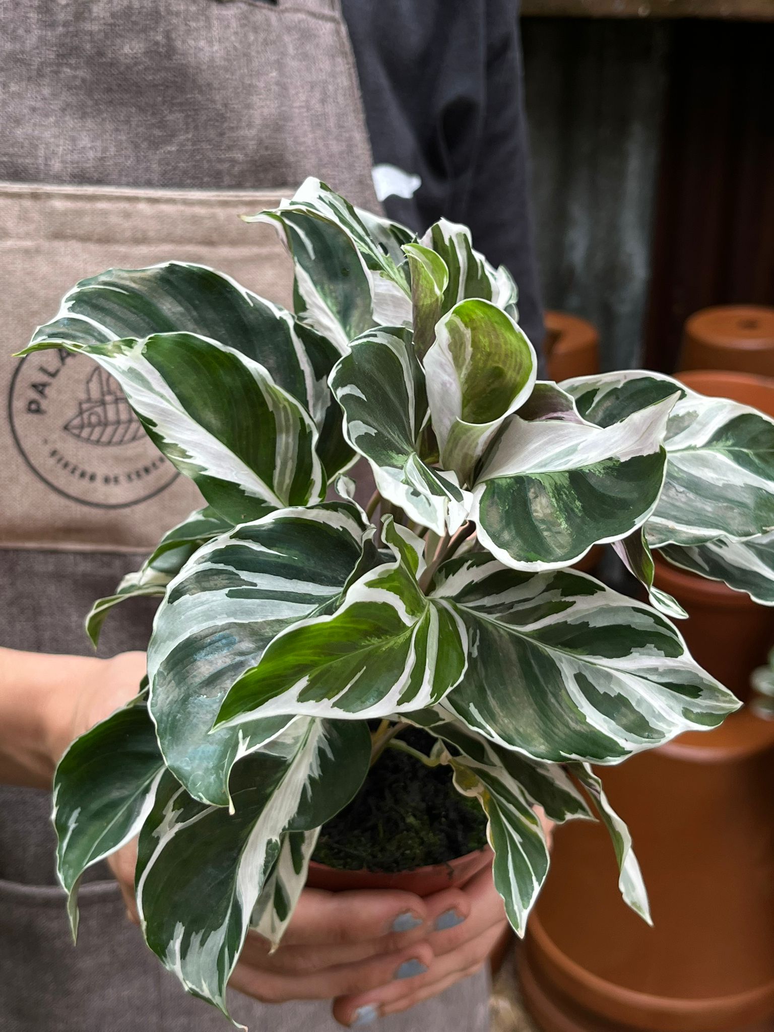 Calathea White Fusion