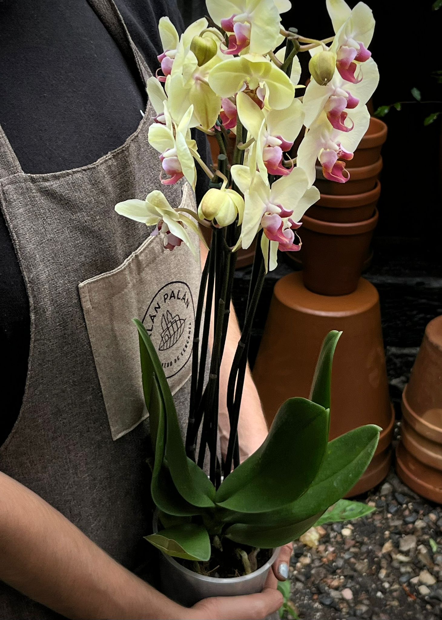 Orquídea