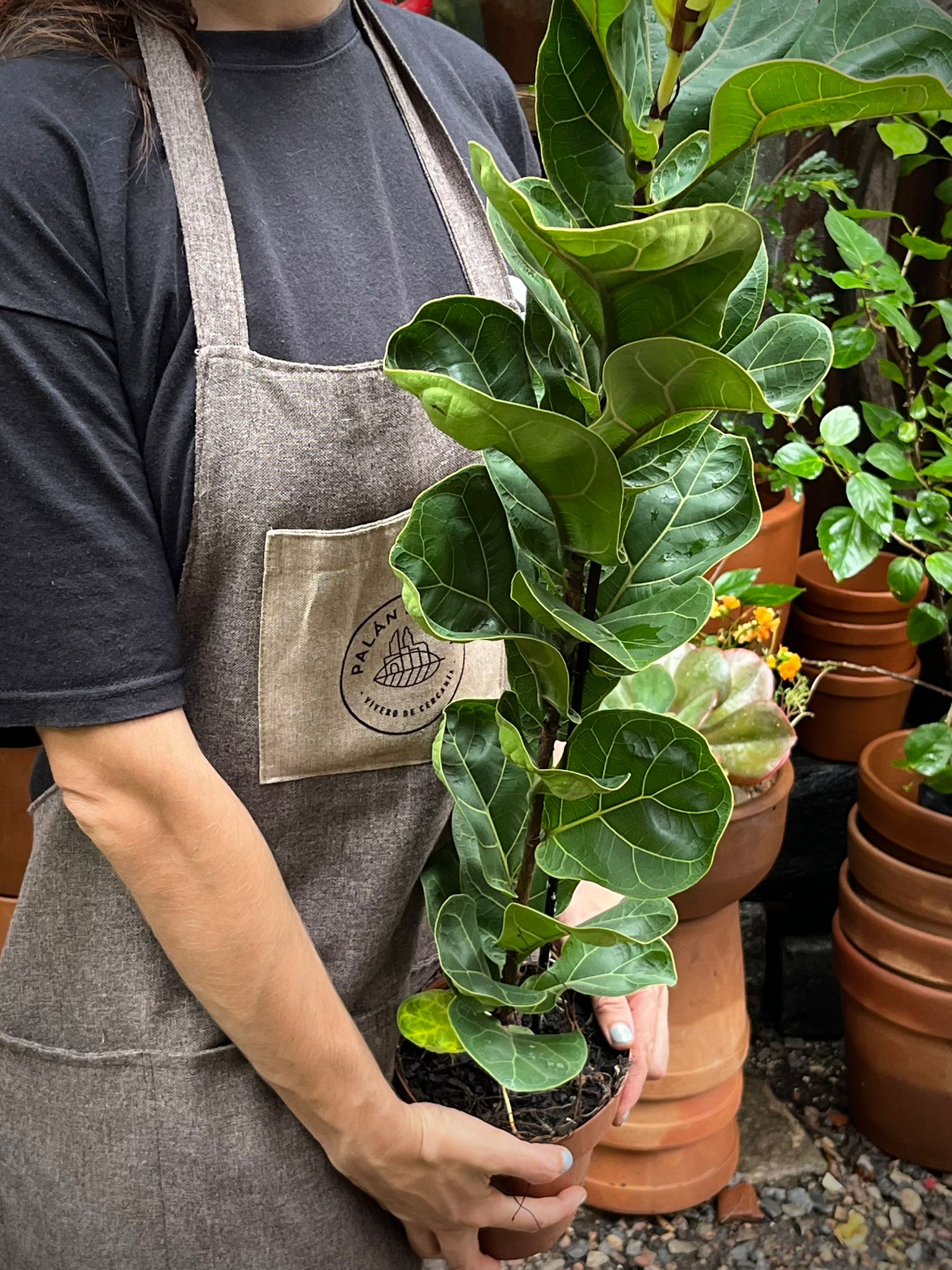 Ficus Lyrata