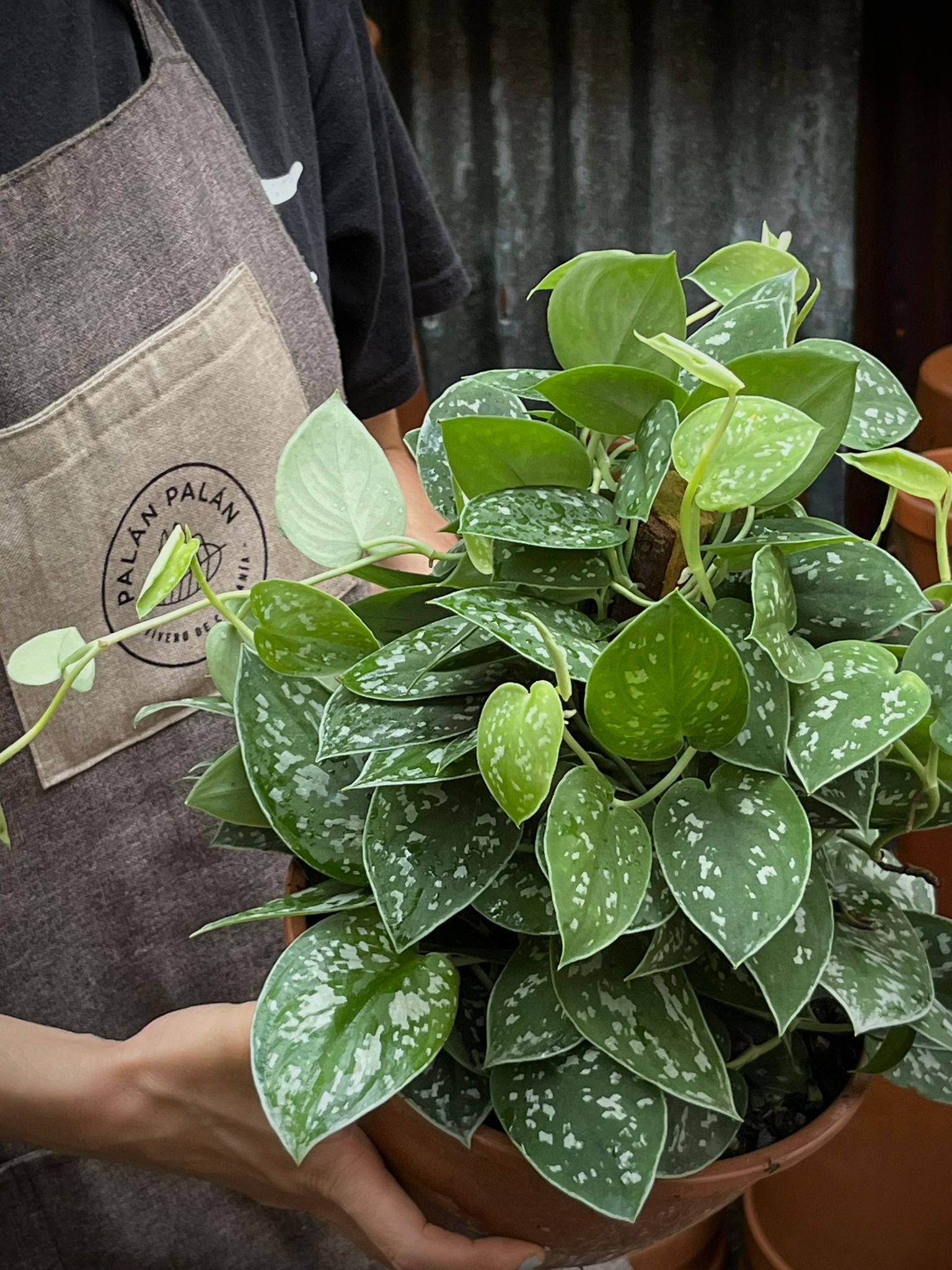 Scindapsus