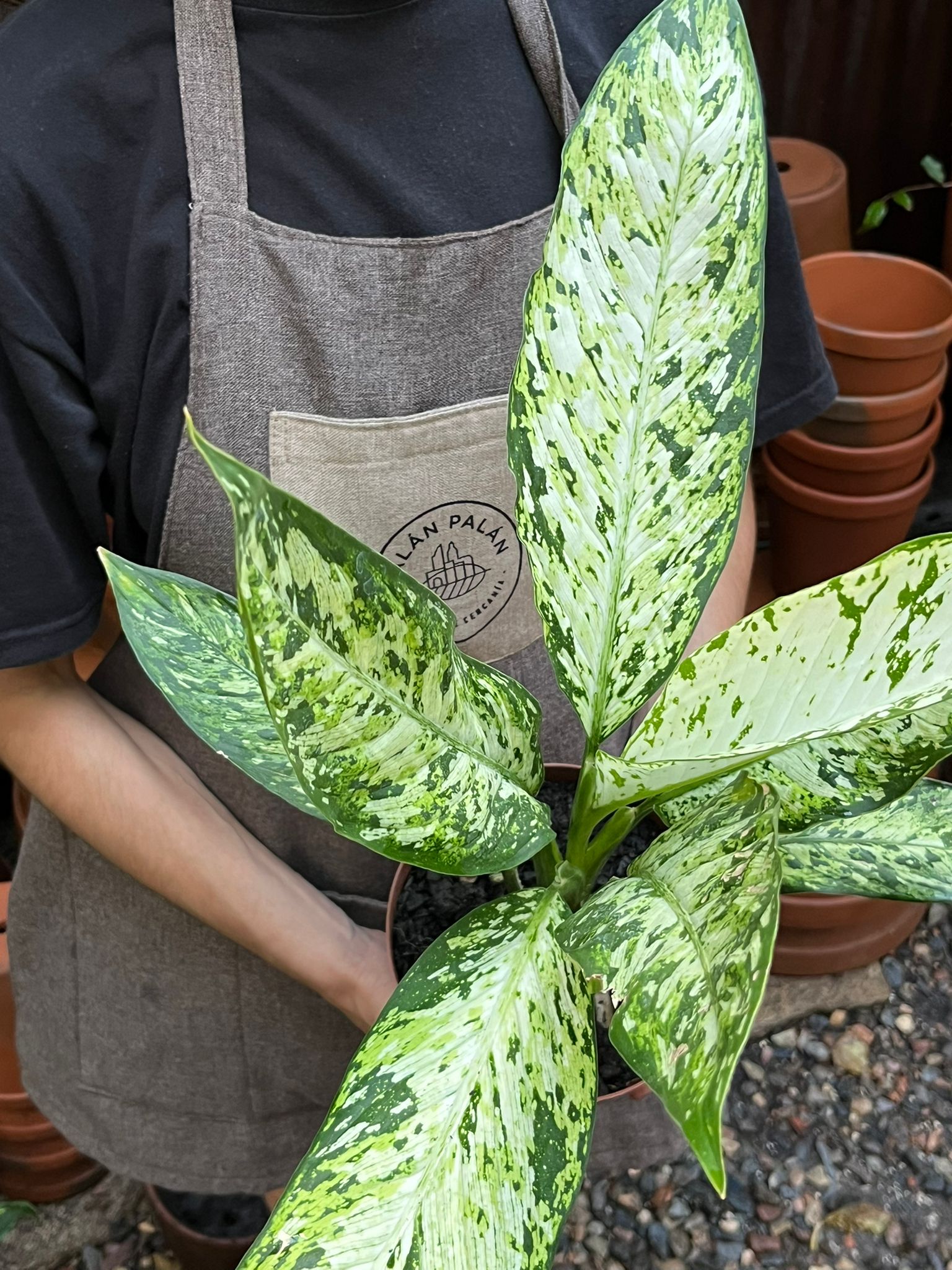 Dieffenbachia Vesuvius