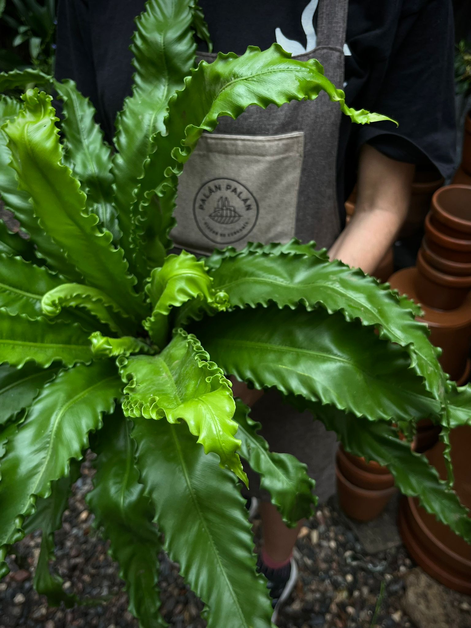 Helecho Asplenium