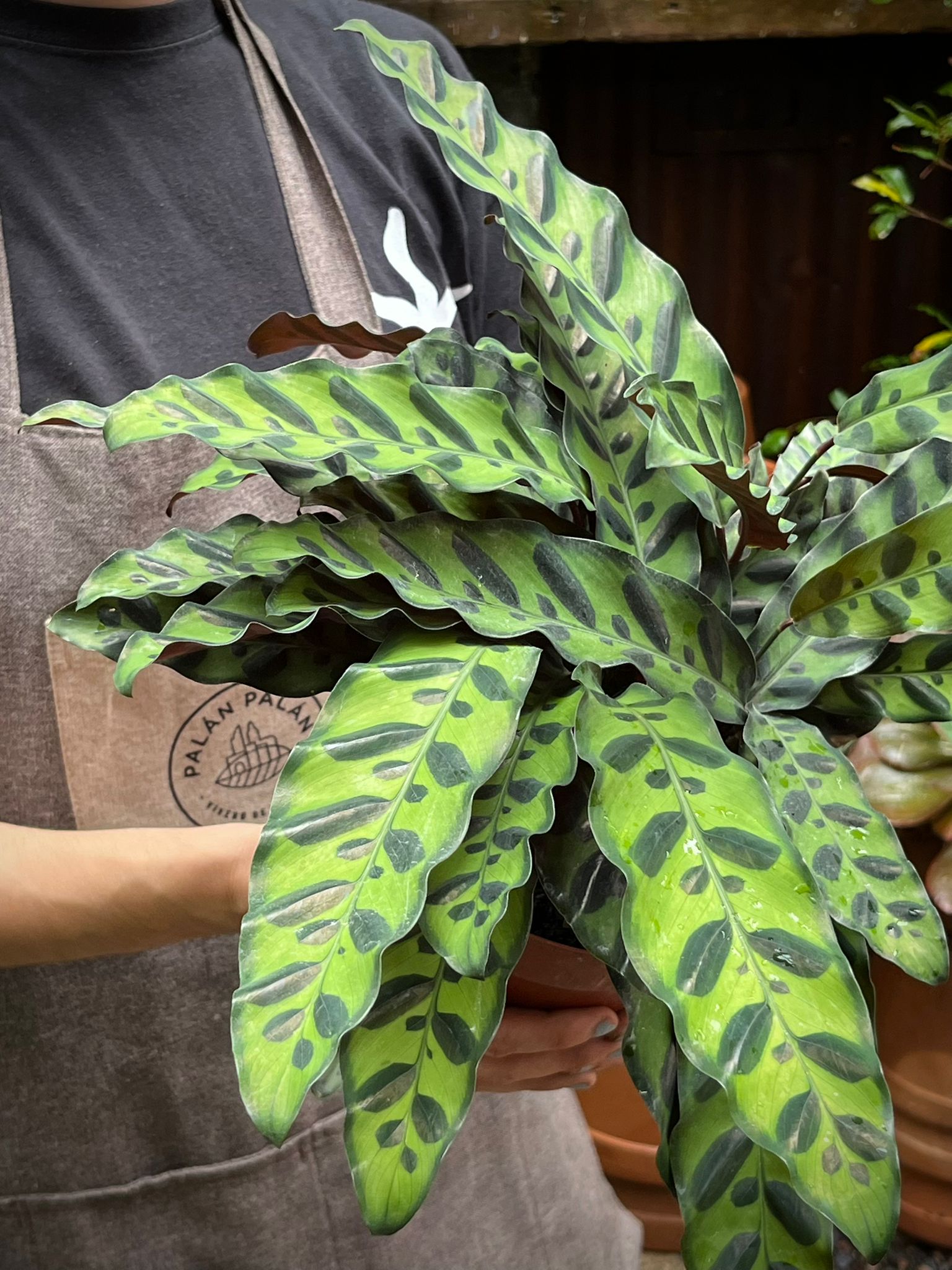Calathea Lancifolia