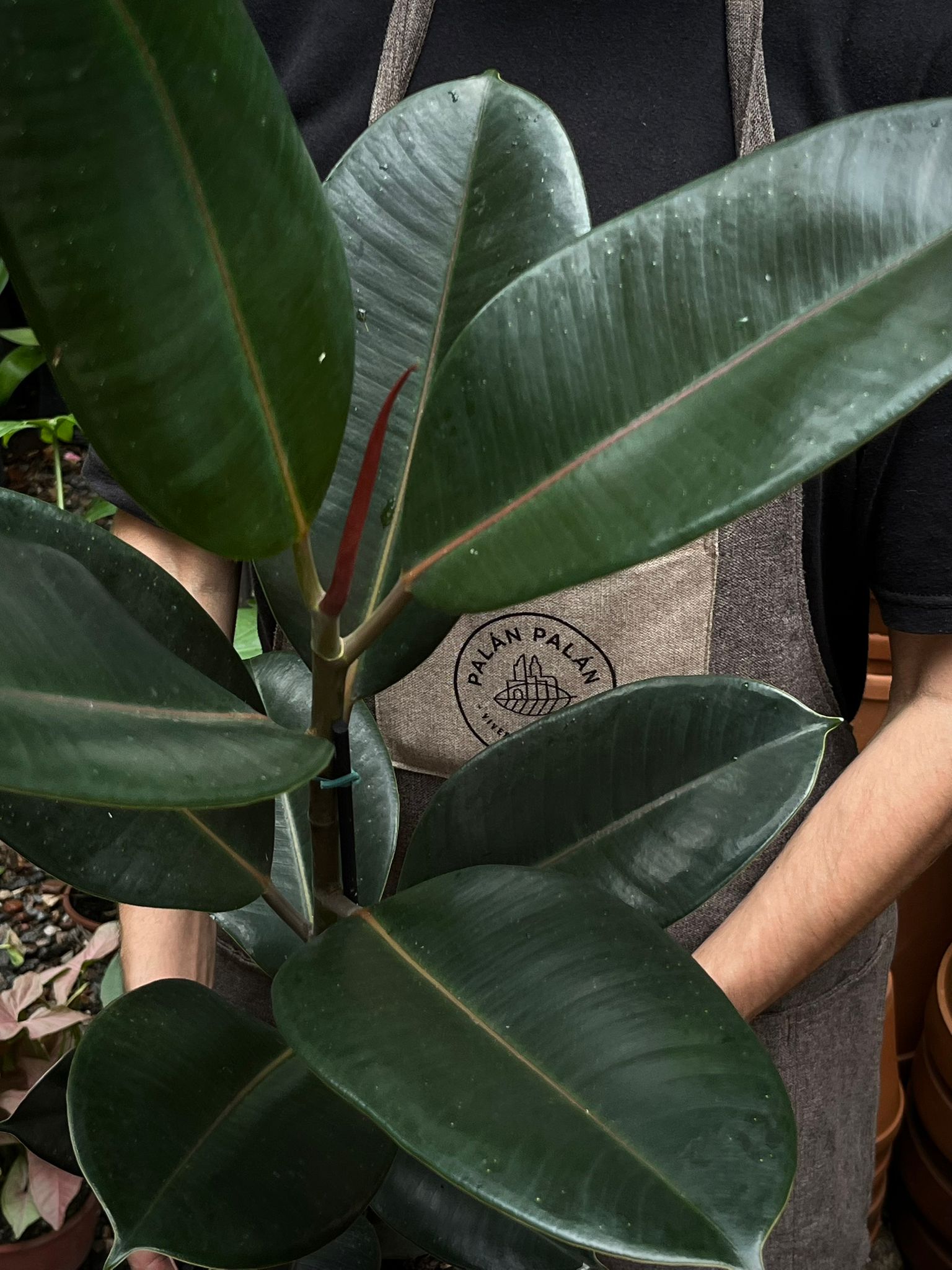 Ficus Elastica Gomero