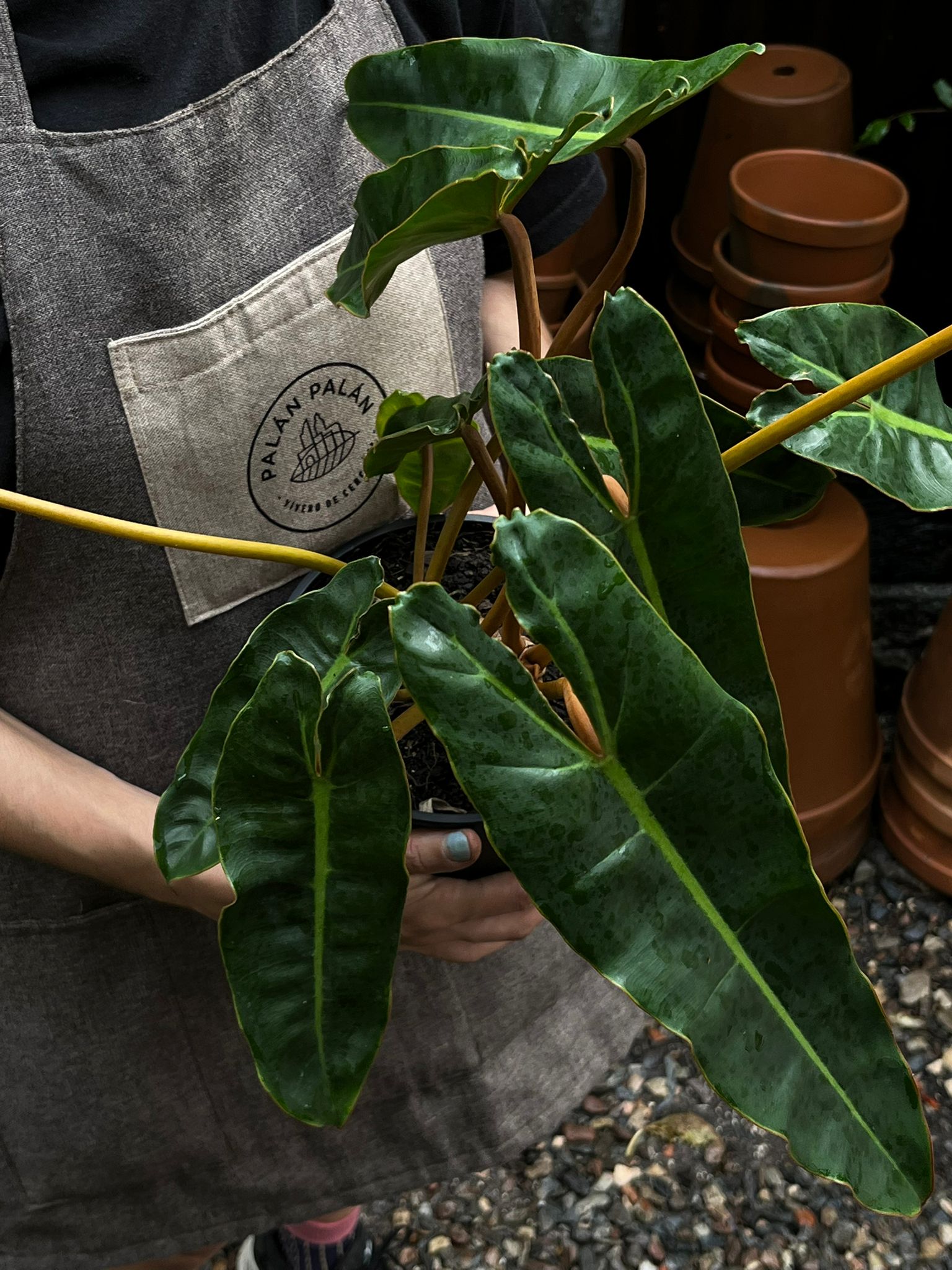 Philodendron Billietiae