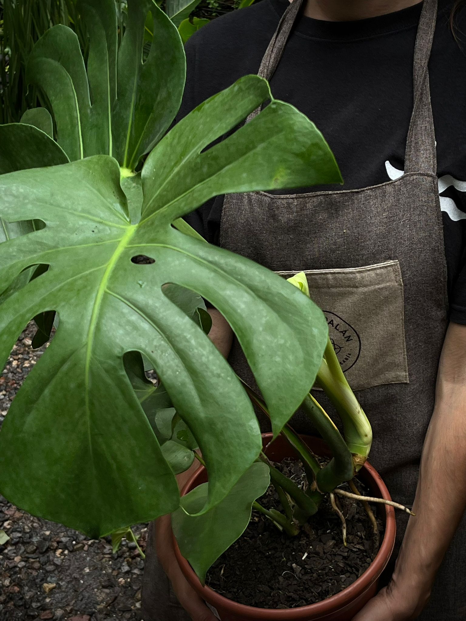 Monstera Deliciosa