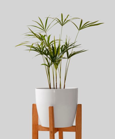 PALÁN PALÁN VIVERO DE CERCANÍA Macetas