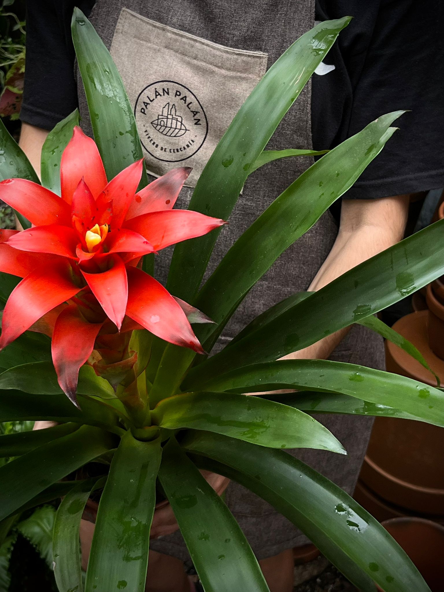 Bromelia Guzmania